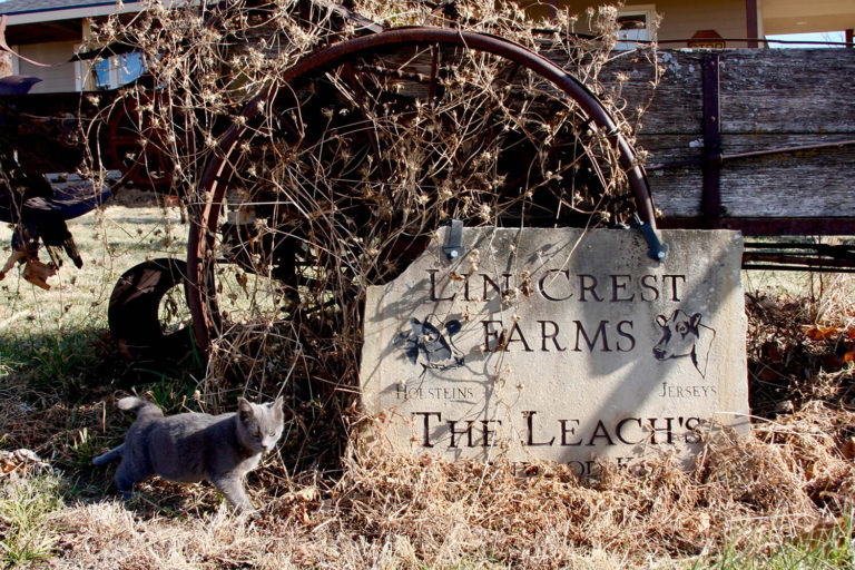 Grey cat walking next to a sign leaning up against old wagon